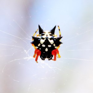 Austracantha minax at O'Connor, ACT - 27 Dec 2020