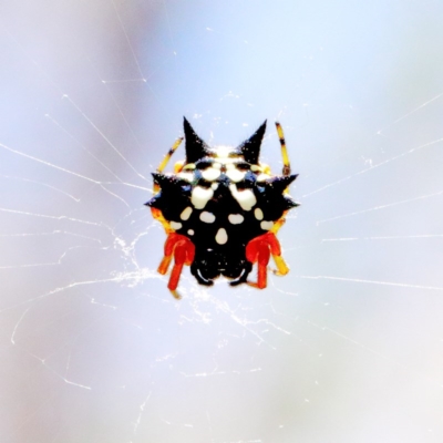 Austracantha minax (Christmas Spider, Jewel Spider) at O'Connor, ACT - 27 Dec 2020 by ConBoekel