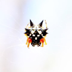 Austracantha minax at O'Connor, ACT - 27 Dec 2020