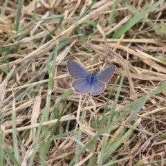 Zizina otis (Common Grass-Blue) at Fyshwick, ACT - 20 Dec 2020 by Rixon