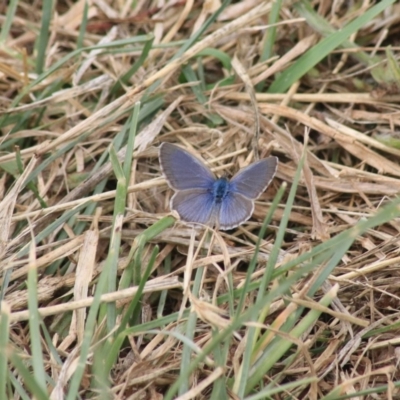 Zizina otis (Common Grass-Blue) at Fyshwick, ACT - 20 Dec 2020 by Rixon