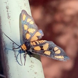 Amata (genus) at Aranda, ACT - 27 Dec 2020