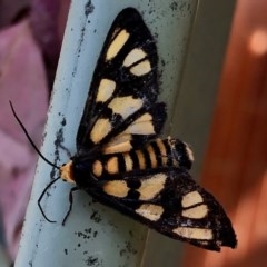 Amata (genus) at Aranda, ACT - 27 Dec 2020 11:11 AM