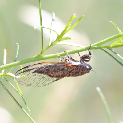 Myopsalta bassiana (Bassian Buzzer) at O'Connor, ACT - 27 Dec 2020 by ConBoekel