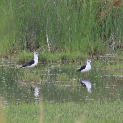 Himantopus leucocephalus (Pied Stilt) at Fyshwick, ACT - 20 Dec 2020 by Rixon