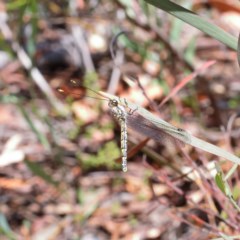 Suhpalacsa sp. (genus) (Owlfly) at Dryandra St Woodland - 27 Dec 2020 by ConBoekel