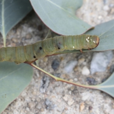 Geometridae (family) IMMATURE (Unidentified IMMATURE Geometer moths) at Hawker, ACT - 25 Dec 2020 by AlisonMilton