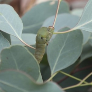 Geometridae (family) IMMATURE at Hawker, ACT - 25 Dec 2020