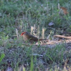 Neochmia temporalis (Red-browed Finch) at Fyshwick, ACT - 15 Nov 2020 by Rixon