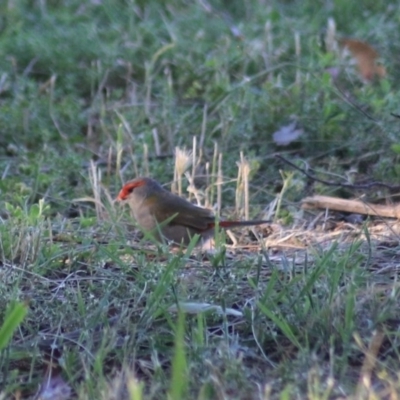 Neochmia temporalis (Red-browed Finch) at Jerrabomberra Wetlands - 15 Nov 2020 by Rixon