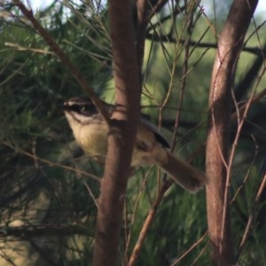 Sericornis frontalis at Fyshwick, ACT - 15 Nov 2020