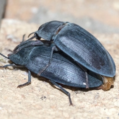 Pterohelaeus piceus (Pie-dish beetle) at Higgins, ACT - 25 Dec 2020 by AlisonMilton