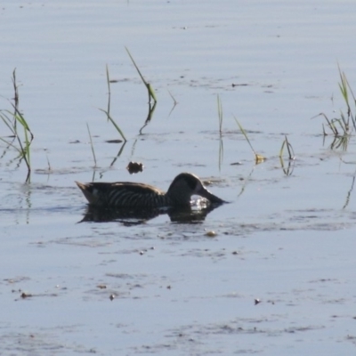 Malacorhynchus membranaceus (Pink-eared Duck) at Fyshwick, ACT - 15 Nov 2020 by Rixon