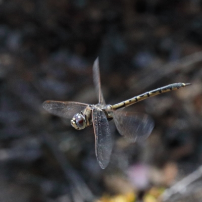 Hemicordulia tau (Tau Emerald) at O'Connor, ACT - 26 Dec 2020 by ConBoekel