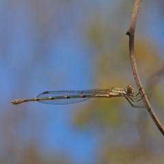 Austrolestes leda (Wandering Ringtail) at Dryandra St Woodland - 26 Dec 2020 by ConBoekel