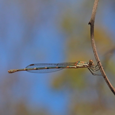 Austrolestes leda (Wandering Ringtail) at O'Connor, ACT - 27 Dec 2020 by ConBoekel