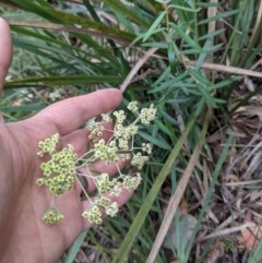 Astrotricha ledifolia (Common Star-hair) at QPRC LGA - 14 Dec 2020 by camcols