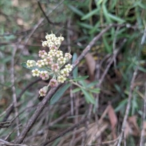 Astrotricha ledifolia at Currawang, NSW - 14 Dec 2020