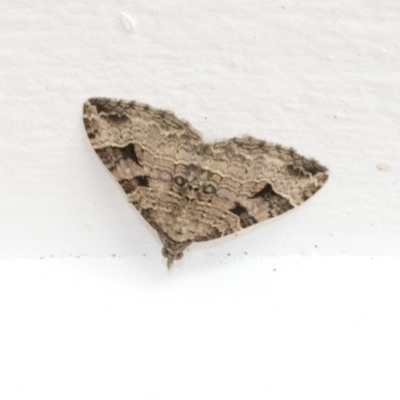 Epyaxa sodaliata (Sodaliata Moth, Clover Moth) at Higgins, ACT - 24 Dec 2020 by AlisonMilton
