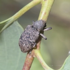 Rhinaria sp. (genus) (Unidentified Rhinaria weevil) at Hawker, ACT - 3 Dec 2020 by AlisonMilton