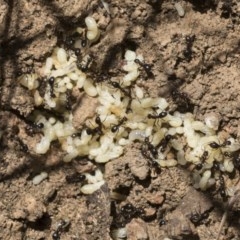 Papyrius nitidus (Shining Coconut Ant) at Hawker, ACT - 4 Dec 2020 by AlisonMilton