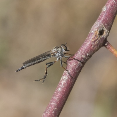 Cerdistus sp. (genus) (Yellow Slender Robber Fly) at Mount Mugga Mugga - 30 Nov 2020 by AlisonMilton