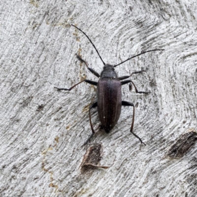 Homotrysis cisteloides (Darkling beetle) at Mount Mugga Mugga - 30 Nov 2020 by AlisonMilton