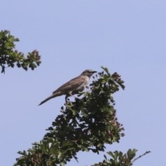 Cincloramphus mathewsi (Rufous Songlark) at Primrose Valley, NSW - 19 Nov 2020 by AlisonMilton