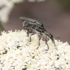 Eleale aspera (Clerid beetle) at ANBG - 15 Nov 2020 by AlisonMilton