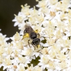 Lasioglossum (Chilalictus) sp. (genus & subgenus) (Halictid bee) at Acton, ACT - 16 Nov 2020 by AlisonMilton