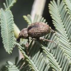 Perperus sp. (genus) (Weevil) at Forde, ACT - 7 Nov 2020 by AlisonMilton