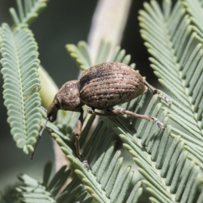 Perperus sp. (genus) (Weevil) at Forde, ACT - 6 Nov 2020 by AlisonMilton
