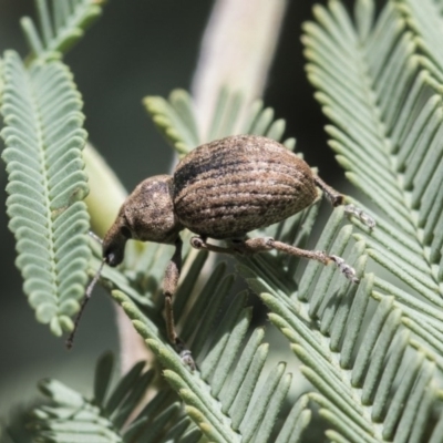 Perperus sp. (genus) (Weevil) at Forde, ACT - 7 Nov 2020 by AlisonMilton