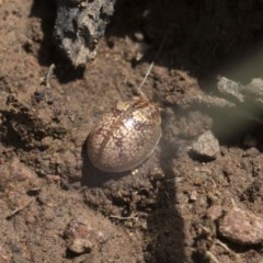 Paropsisterna laesa species complex (Laesa leaf beetle) at Forde, ACT - 7 Nov 2020 by AlisonMilton