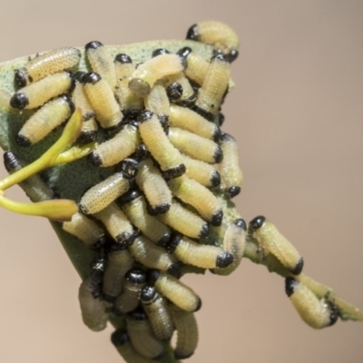 Paropsisterna fastidiosa (Eucalyptus leaf beetle) at Hawker, ACT - 13 Nov 2020 by AlisonMilton