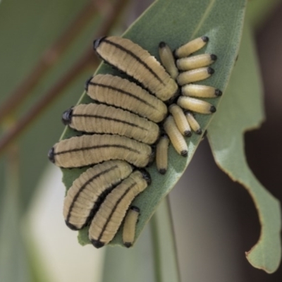 Paropsisterna cloelia (Eucalyptus variegated beetle) at Hawker, ACT - 13 Nov 2020 by AlisonMilton