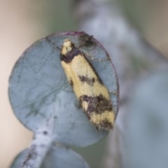 Olbonoma triptycha (Chezela Group) at Hawker, ACT - 13 Nov 2020 by AlisonMilton