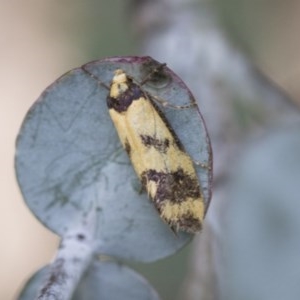 Olbonoma triptycha at Hawker, ACT - 13 Nov 2020 12:07 PM