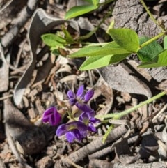 Glycine tabacina (Variable Glycine) at Mount Majura - 27 Dec 2020 by abread111