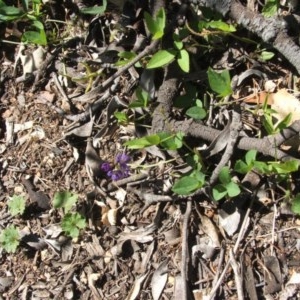 Glycine tabacina at Majura, ACT - 27 Dec 2020