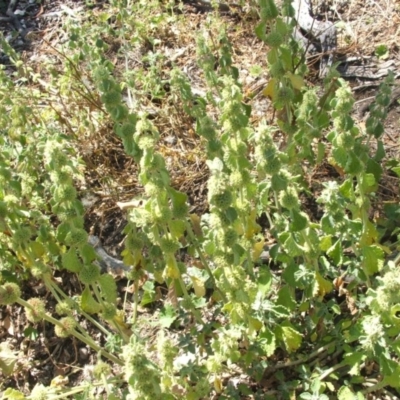 Marrubium vulgare (Horehound) at Mount Majura - 27 Dec 2020 by abread111