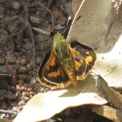 Ocybadistes walkeri (Green Grass-dart) at Narrabundah, ACT - 20 Dec 2020 by RobParnell