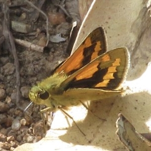 Ocybadistes walkeri at Narrabundah, ACT - 20 Dec 2020