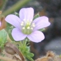 Geranium solanderi var. solanderi (Native Geranium) at Mount Majura - 27 Dec 2020 by abread111