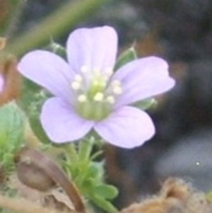 Geranium solanderi var. solanderi at Majura, ACT - 27 Dec 2020