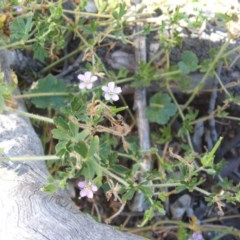 Geranium solanderi var. solanderi at Majura, ACT - 27 Dec 2020