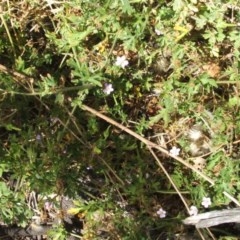 Geranium solanderi var. solanderi at Majura, ACT - 27 Dec 2020