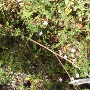 Geranium solanderi var. solanderi at Majura, ACT - 27 Dec 2020