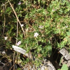 Geranium solanderi var. solanderi at Majura, ACT - 27 Dec 2020