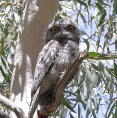 Podargus strigoides (Tawny Frogmouth) at Acton, ACT - 26 Dec 2020 by Tim L